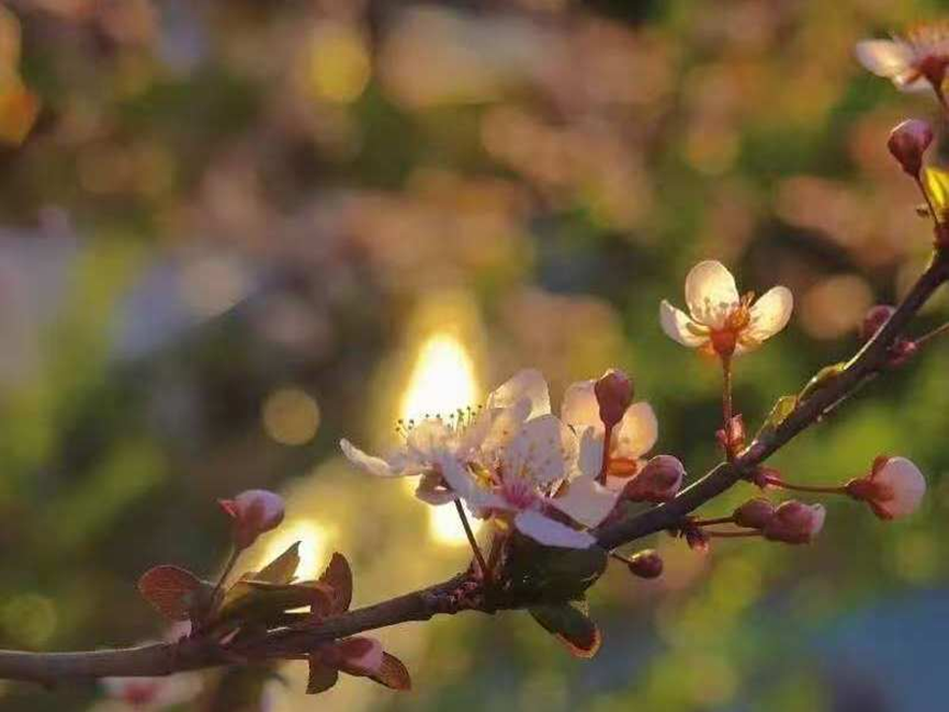 帧携芳华，校藏万象 太阳成城集团tyc234cc校园摄影大赛作品展示